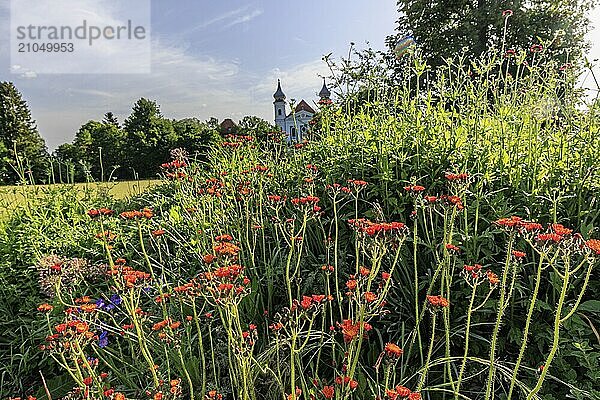 Bunte Blumen vor den Kirchtürmen eines Klosters im Gegenlicht  Frühling  sonnig  Kloster Schlehdorf  Schlehdorf  Bayern  Deutschland  Europa