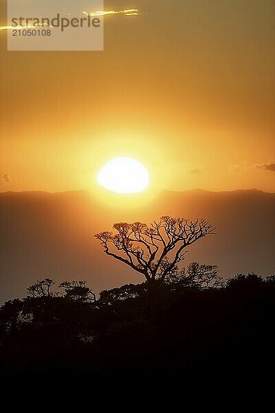 Baumkronen bei Sonnenuntergang  Silhouetten im Gegenlicht  Nebelwald  Monte Verde  Provinz Puntarenas  Costa Rica  Mittelamerika