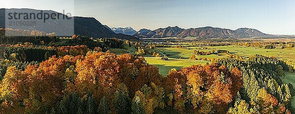 Luftaufnahme von herbstlich verfärbten Bäumen vor Bergen im Morgenlicht  Buchenwald  Panorama  Murnau  Blick auf Zugspitze und Ammergebirge  Alpenvorland  Oberbayern  Bayern  Deutschland  Europa