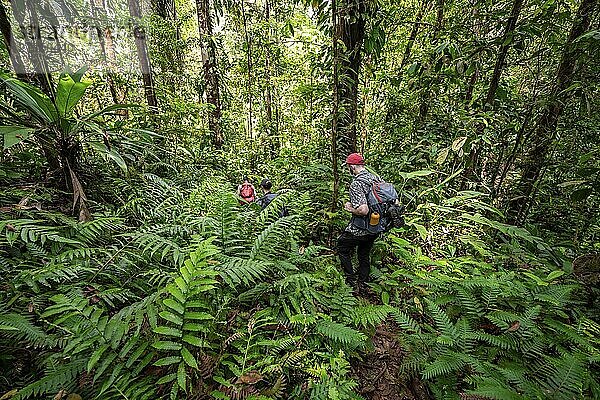 Junger Mann auf einem Wanderweg im Regenwald  Tourist wandert im tropischen Regenwald durch dichte Vegetation  Corcovado Nationalpark  Osa Halbinsel  Provinz Puntarena  Costa Rica  Mittelamerika