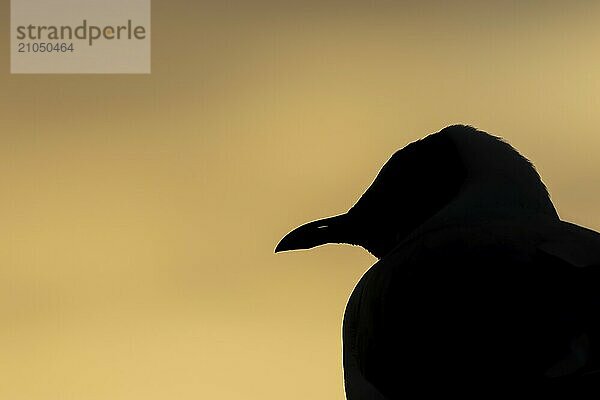 Lachmöwe (Chroicocephalus ridibundus) adult Vogel Silhouette Kopf Porträt bei Sonnenuntergang  Norfolk  England  Großbritannien  Europa