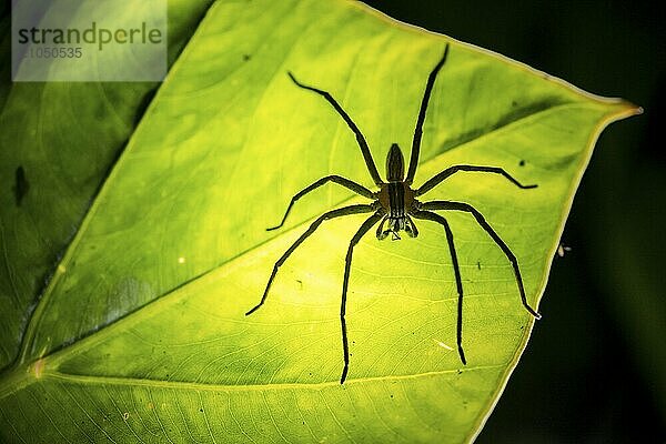 Gruselige Nachtaufnahme  Silhouette einer Spinne von unten auf einem Blatt  Getazi Kammspinne oder Getazi Bananenspinne (Cupiennius getazi)  adulötes Männchen sitzt auf einem Blatt bei Nacht  Provinz Alajuela  Costa Rica  Mittelamerika