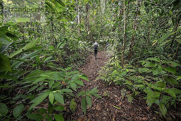 Junger Mann auf einem Wanderweg im Regenwald  Tourist wandert im tropischen Regenwald durch dichte Vegetation  Corcovado Nationalpark  Osa Halbinsel  Provinz Puntarena  Costa Rica  Mittelamerika