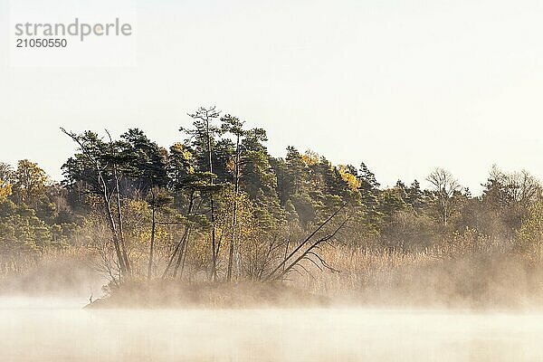 Blick auf einen See mit Morgennebel an einem Moor mit Kiefern im Herbst