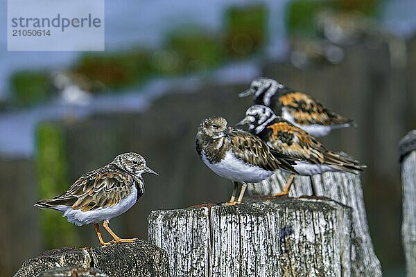 Steinwälzer (Arenaria interpres)  zwei Jungtiere und ein erwachsenes Tier im Brutkleid  die während der Flut im Sommer auf einem hölzernen Wellenbrecher ruhen