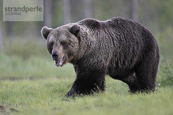 Braunbär (Ursus arctos) in der finnischen Taiga  Kuusamo  Finnland  Europa