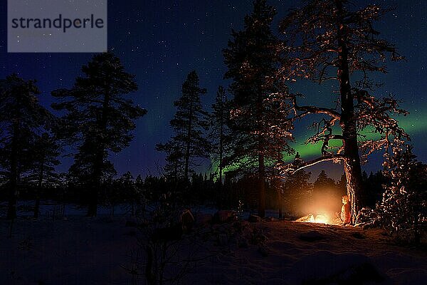 Mann abends am Biwak mit Lagerfeuer  Lappland  Schweden  Skandinavien  Europa