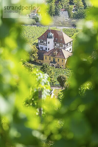 Die idyllische  unter Denkmalschutz stehende Hoflößnitz ist ein Kleinod der sächsischen Weinkulturlandschaft sowie der erste und einzige Erzeuger in Sachsen  der sich ganz dem ökologischen Anbau verschrieben hat und zertifizierte sächsische Bio-Weine keltert. In den historischen Gebäuden und auf der angrenzenden Freifläche präsentiert sich Sachsens einziges Weinbaumuseum mit Dauer- und Sonderausstellung zu regionalen Weinbau. Blick vom Weinberg ins Tal.  Haus Höflößnitz  Radebeul  Sachsen  Deutschland  Europa