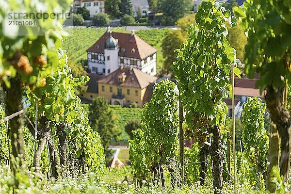 Die idyllische  unter Denkmalschutz stehende Hoflößnitz ist ein Kleinod der sächsischen Weinkulturlandschaft sowie der erste und einzige Erzeuger in Sachsen  der sich ganz dem ökologischen Anbau verschrieben hat und zertifizierte sächsische Bio-Weine keltert. In den historischen Gebäuden und auf der angrenzenden Freifläche präsentiert sich Sachsens einziges Weinbaumuseum mit Dauer- und Sonderausstellung zu regionalen Weinbau. Blick vom Weinberg ins Tal.  Haus Höflößnitz  Radebeul  Sachsen  Deutschland  Europa