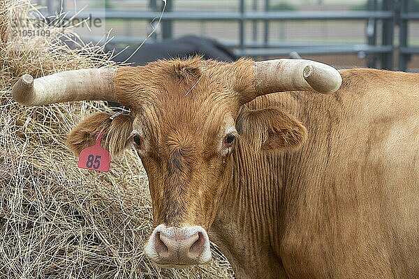 Oklahoma City  Oklahoma  Vieh beim Great Plains Rodeo  einem jährlichen Rodeo für Schwule  bei dem traditionelle Rodeowettbewerbe stattfinden und gleichzeitig die Kameradschaft der LGBTQ Gemeinschaft betont wird