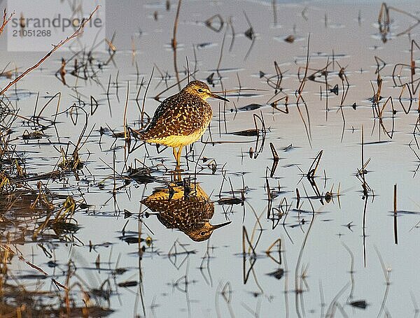 Bruchwasserläufer (Tringa glareola)  Waldwasserläufer adult  rastend am Seeufer  bei Sonnenuntergang  Pokka  Finnisch Lappland