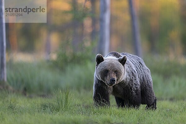 Braunbär (Ursus arctos) in der finnischen Taiga  Kuusamo  Finnland  Europa