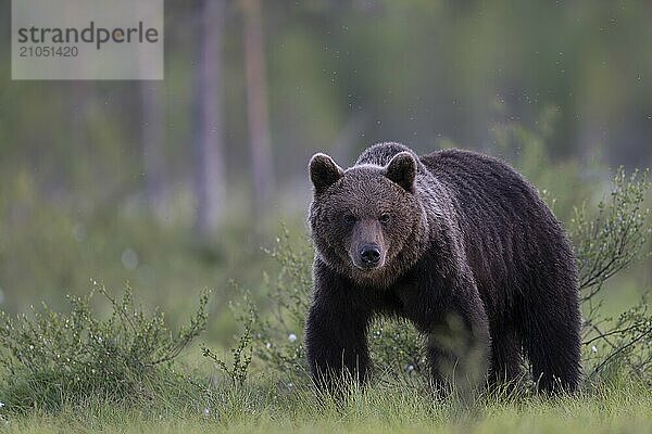 Braunbär (Ursus arctos) in der finnischen Taiga  Kuusamo  Finnland  Europa