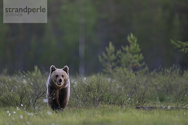 Braunbär (Ursus arctos) in der finnischen Taiga  Kuusamo  Finnland  Europa