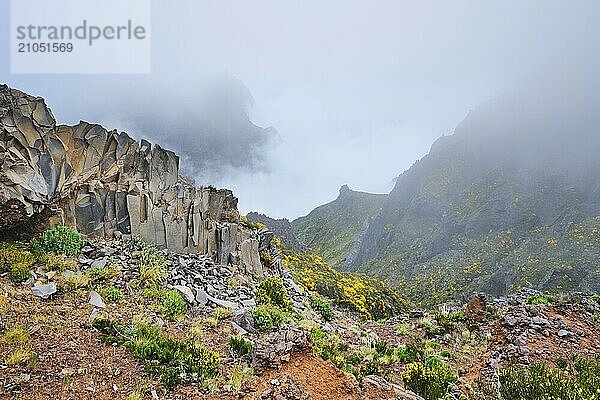 Blick in der Nähe des Pico do Arieiro auf Berge in Wolken mit blühenden Cytisus Sträuchern. Insel Madeira  Portugal  Europa