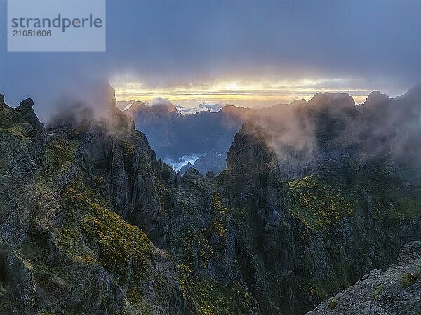 In Nebel und Wolken gehüllte Berge bei Sonnenuntergang mit blühenden Cytisus Sträuchern. In der Nähe von Pico de Arieiro  Insel Madeira  Portugal  Europa