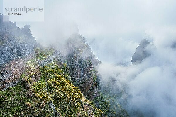 Ein in Nebel und Wolken gehüllter Berg mit blühenden Cytisus Sträuchern. In der Nähe von Pico de Arieiro  Insel Madeira  Portugal  Europa