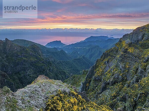 In Nebel und Wolken gehüllte Berge bei Sonnenaufgang mit blühenden Cytisus Sträuchern. In der Nähe von Pico de Arieiro  Insel Madeira  Portugal  Europa