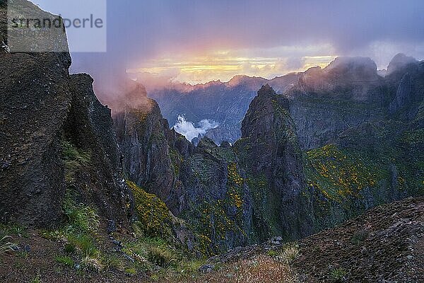 In Nebel und Wolken gehüllte Berge bei Sonnenuntergang mit blühenden Cytisus Sträuchern. In der Nähe von Pico de Arieiro  Insel Madeira  Portugal  Europa