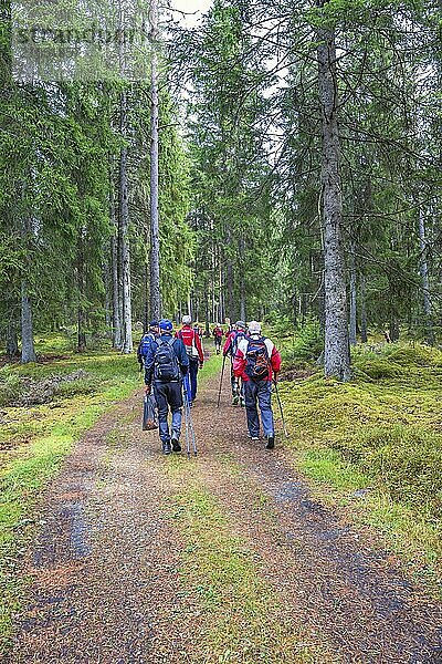 Gruppe älterer Männer  die einen aktiven Lebensstil führen und in einem Fichtenwald spazieren gehen