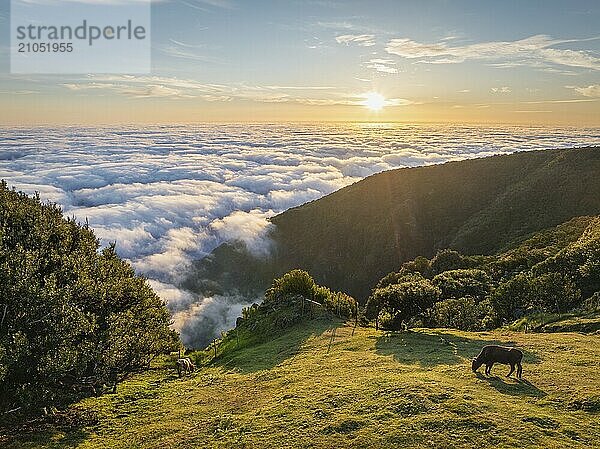 Luftaufnahme des Sonnenaufgangs über Wolken und grünen Hügeln mit grasenden Kühen am Berg Fanal  Insel Madeira  Portugal  Europa