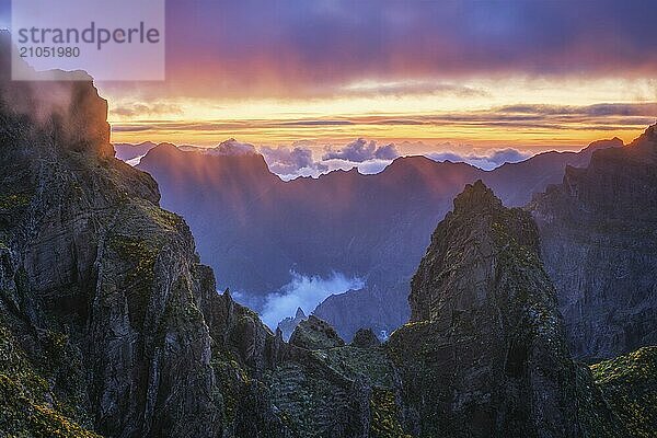 In Nebel und Wolken gehüllte Berge bei Sonnenuntergang mit blühenden Cytisus Sträuchern. In der Nähe von Pico de Arieiro  Insel Madeira  Portugal  Europa