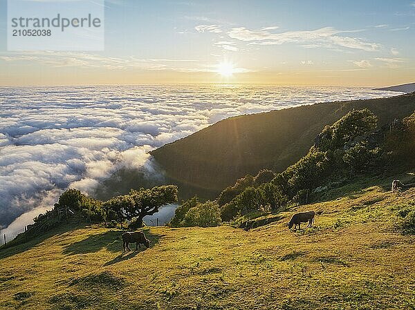 Luftaufnahme des Sonnenaufgangs über Wolken und grünen Hügeln mit grasenden Kühen am Berg Fanal  Insel Madeira  Portugal  Europa