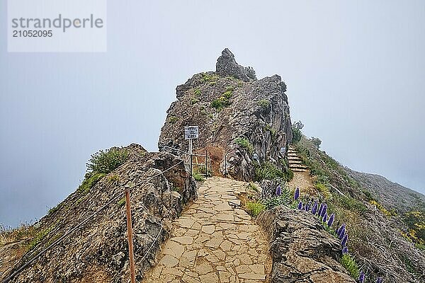 Der Wanderweg in den Bergen zwischen Pico de Arieiro und Pico Ruivo in Wolken mit lila Pride of Madeira Blumen  Ninho da Mahta Aussichtspunkt  Madeira Insel  Portugal  Europa