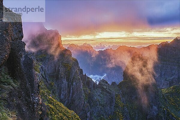 In Nebel und Wolken gehüllte Berge bei Sonnenuntergang mit blühenden Cytisus Sträuchern. In der Nähe von Pico de Arieiro  Insel Madeira  Portugal  Europa