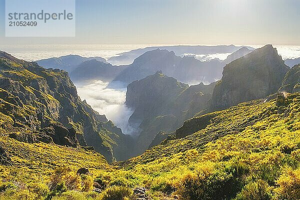 Blick vom Pico do Arieiro auf Berge über den Wolken mit blühenden Cytisus Sträuchern bei Sonnenuntergang mit Sonnenaufgang. Insel Madeira  Portugal  Europa