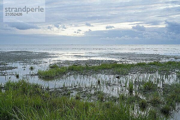 Ebbe an der Nordsee  Abendlicht  Nationalpark Niedersächsisches Wattenmeer  Norddeich  Ostfriesland  Niedersachsen  Deutschland  Europa