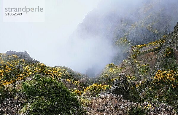 Ein in Nebel und Wolken gehüllter Berg mit blühenden Cytisus Sträuchern. In der Nähe von Pico de Arieiro  Insel Madeira  Portugal  Europa