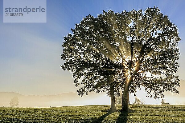 Silhouette von Bäumen im Nebel und Morgenlicht  Sonnenstrahlen  Loisach-Kochelsee-Moore  Alpenvorland  Bayern  Deutschland  Europa