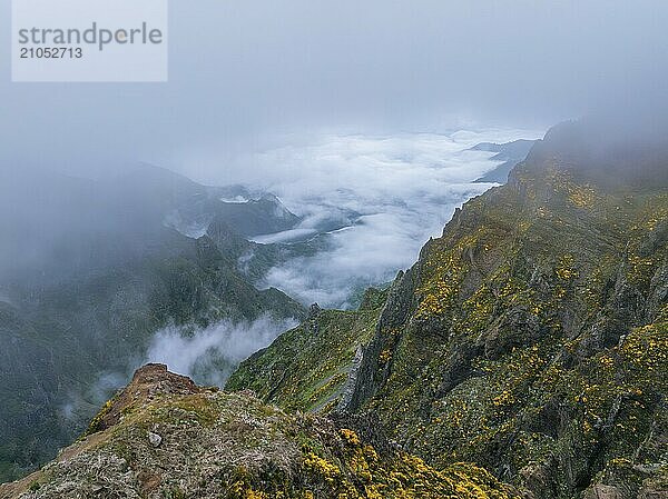 Ein in Nebel und Wolken gehüllter Berg mit blühenden Cytisus Sträuchern. In der Nähe von Pico de Arieiro  Insel Madeira  Portugal  Europa