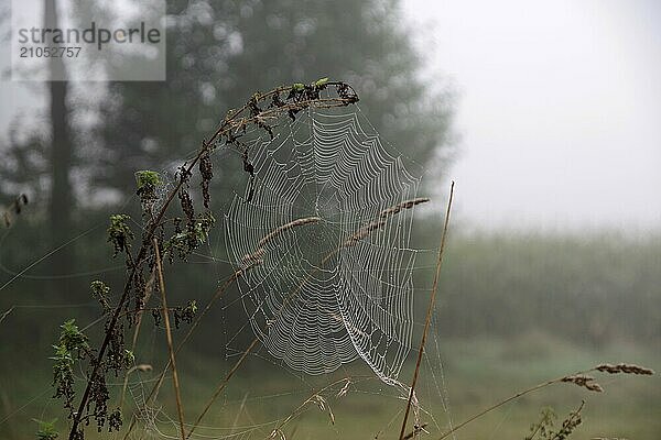 Spinnennetz  Landschaft  Tau  September  Nebel  Deutschland  Ein schönes Spinnennetz wurde von der Spinne an einer Brennnessel befestigt  Europa