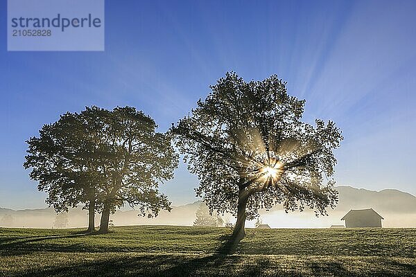 Silhouette von Bäumen im Nebel und Morgenlicht  Sonnenstrahlen  Berglandschaft  Loisach-Kochelsee-Moore  Alpenvorland  Bayern  Deutschland  Europa