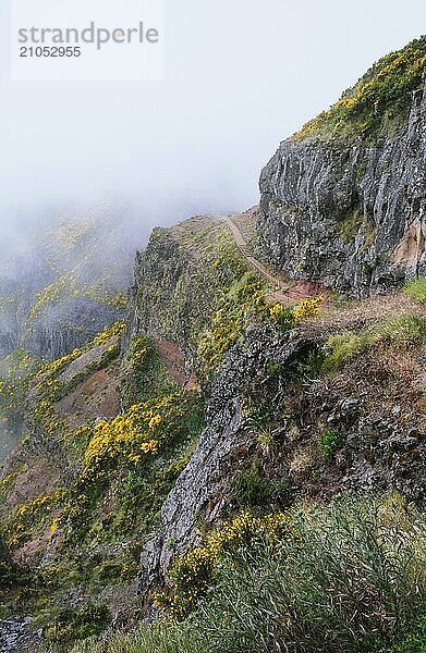 Ein in Nebel und Wolken gehüllter Berg mit Wanderweg und blühenden Cytisus Sträuchern. In der Nähe von Pico de Arieiro  Insel Madeira  Portugal  Europa