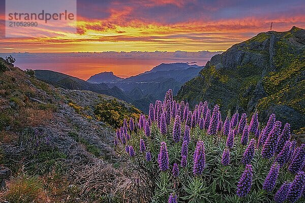 Blick in der Nähe von Pico do Arieiro auf Berge über Wolken mit Pride of Madeira Blumen und blühenden Cytisus Sträuchern bei Sonnenaufgang mit buntem Himmel. Insel Madeira  Portugal  Europa