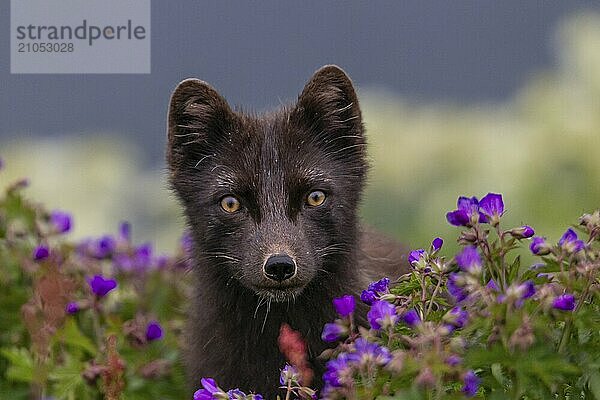 Dunkler Polarfuchs (Vulpes lagopus)  Eisfuchs  steht in einer Blumenwiese  frontal  Sommer  Hornstrandir  Westfjorde  Island  Europa