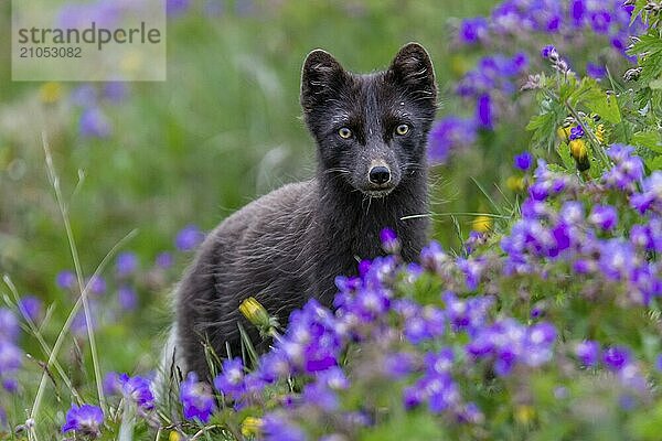 Dunkler Polarfuchs (Vulpes lagopus)  Eisfuchs  steht in einer Blumenwiese  frontal  Sommer  Hornstrandir  Westfjorde  Island  Europa