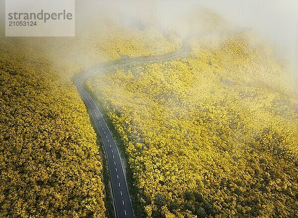 Luftaufnahme einer Straße zwischen gelb blühenden Cytisus Sträuchern in der Nähe von Pico do Arieiro  Portugal in Wolken