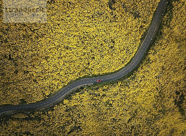 Luftaufnahme einer Straße mit rotem Auto zwischen gelb blühenden Cytisus Sträuchern bei Pico do Arieiro  Portugal  Europa