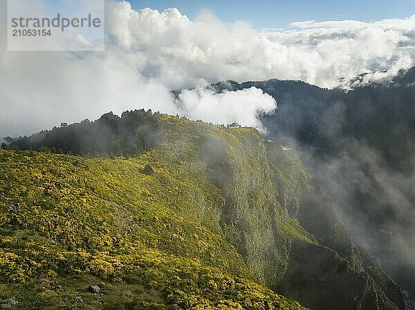 Blick auf Madeira Berge in Wolken mit blühenden Cytisus Sträuchern bei Sonnenuntergang. Insel Madeira  Portugal  Europa