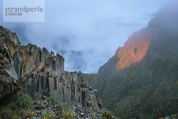 In Nebel und Wolken gehüllte Berge bei Sonnenuntergang mit blühenden Cytisus Sträuchern. In der Nähe von Pico de Arieiro  Insel Madeira  Portugal  Europa