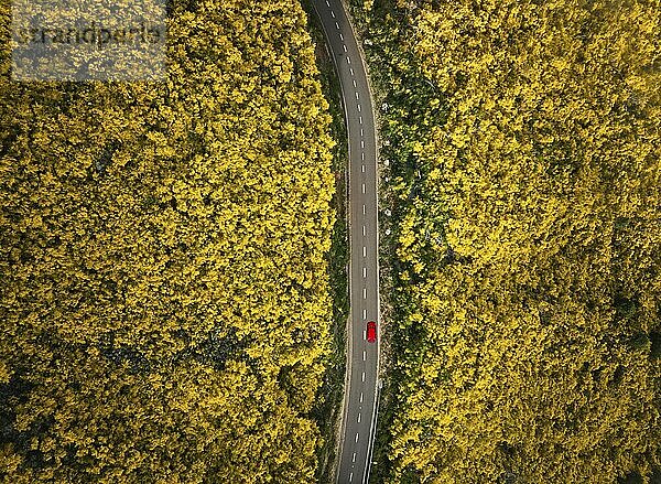 Luftaufnahme einer Straße mit rotem Auto zwischen gelb blühenden Cytisus Sträuchern bei Pico do Arieiro  Portugal  Europa