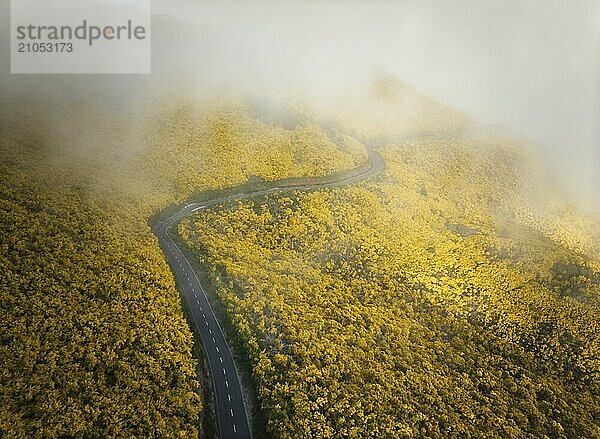 Luftaufnahme einer Straße zwischen gelb blühenden Cytisus Sträuchern in der Nähe von Pico do Arieiro  Portugal in Wolken