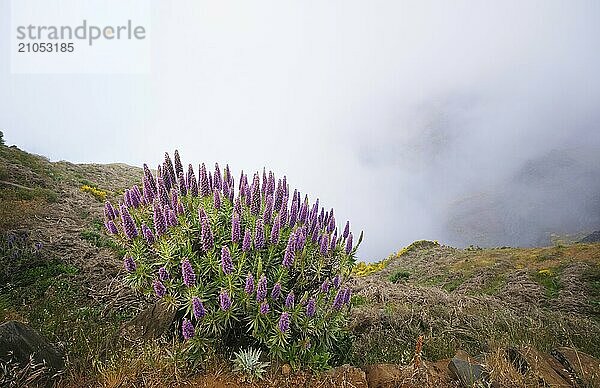 Blick in der Nähe von Pico do Arieiro auf Berge in Wolken mit Stolz auf Madeira Blumen und blühende Cytisus Sträucher. Insel Madeira  Portugal  Europa