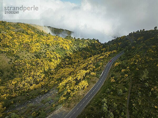 Luftaufnahme einer Straße mit rotem Auto zwischen gelb blühenden Cytisus Sträuchern bei Pico do Arieiro  Portugal  Europa