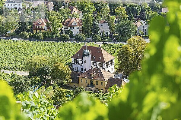 Die idyllische  unter Denkmalschutz stehende Hoflößnitz ist ein Kleinod der sächsischen Weinkulturlandschaft sowie der erste und einzige Erzeuger in Sachsen  der sich ganz dem ökologischen Anbau verschrieben hat und zertifizierte sächsische Bio-Weine keltert. In den historischen Gebäuden und auf der angrenzenden Freifläche präsentiert sich Sachsens einziges Weinbaumuseum mit Dauer- und Sonderausstellung zu regionalen Weinbau. Blick vom Weinberg ins Tal.  Haus Höflößnitz  Radebeul  Sachsen  Deutschland  Europa