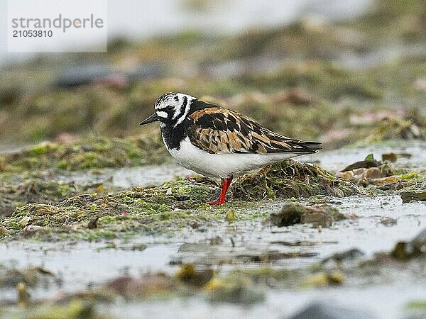 Steinwälzer (Arenaria interpres)  adult  Sommergefieder  ruhend am Meeresufer  Varanger  Norwegen  Europa